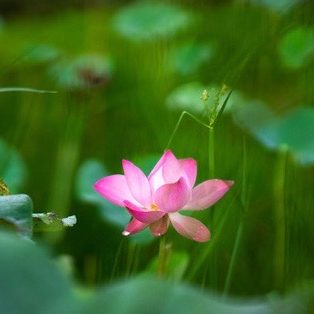 Beauty pink lotus or water lily is in middle lotus pond. Lotus field. The background is the lotus leaf, pink lotus flower, lotus bud in a pond. Viet Nam. Peace scene in a countryside, Vietnam. Beauty flower. Royalty high quality free photo image of a pink