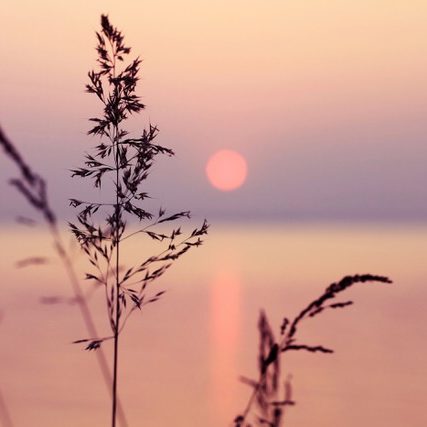 pink sunset reeds